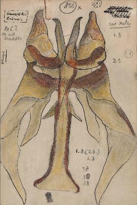 16_Nabokov_ColorPlate29_400x400