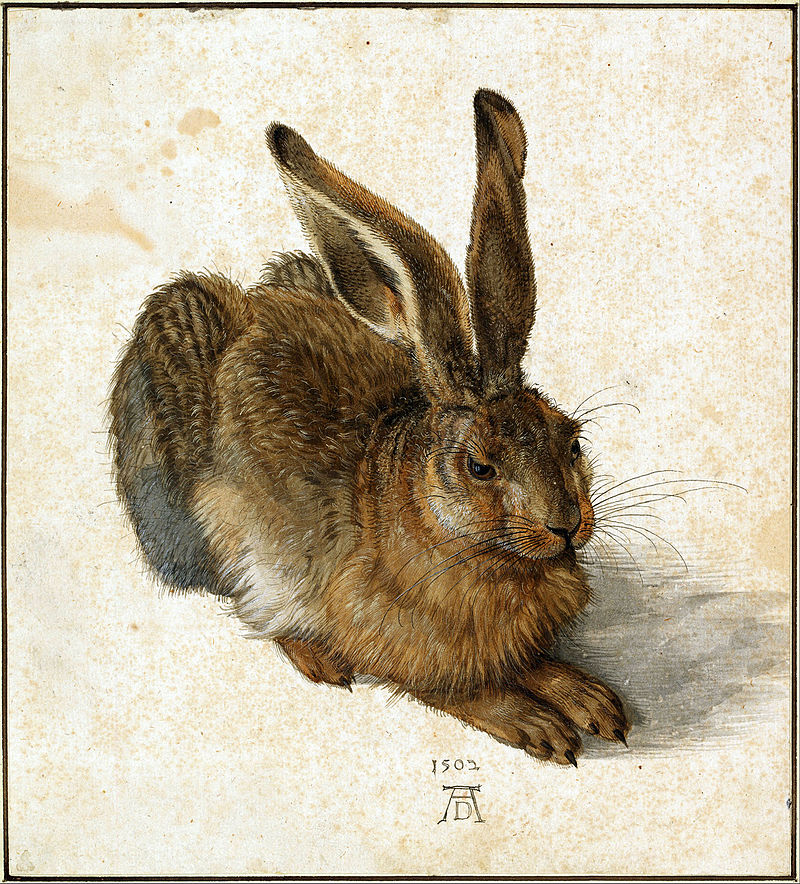 Albrecht_Dürer_-_Hare,_1502_-_Google_Art_Project_retuschiert